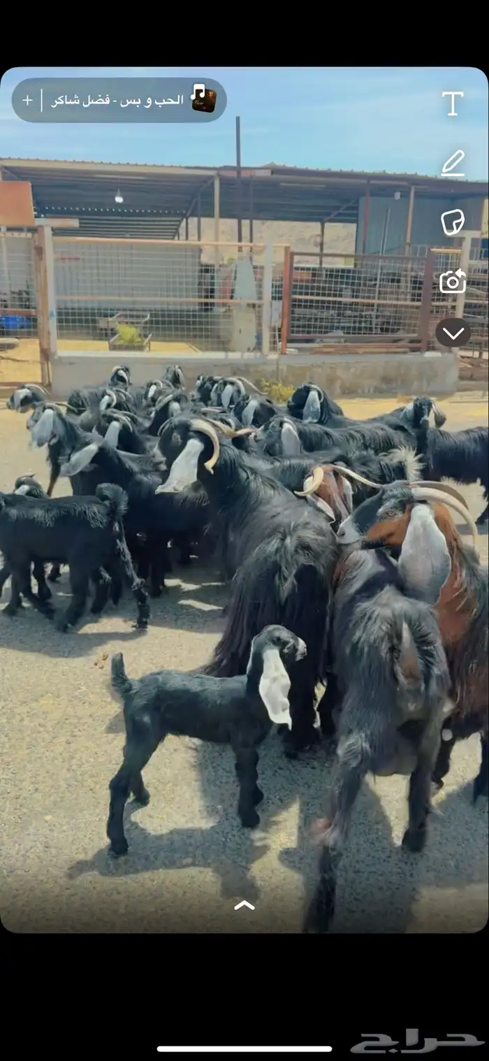 معزا مراح 28 راس وغنم رفد 19 راس خلفات 1