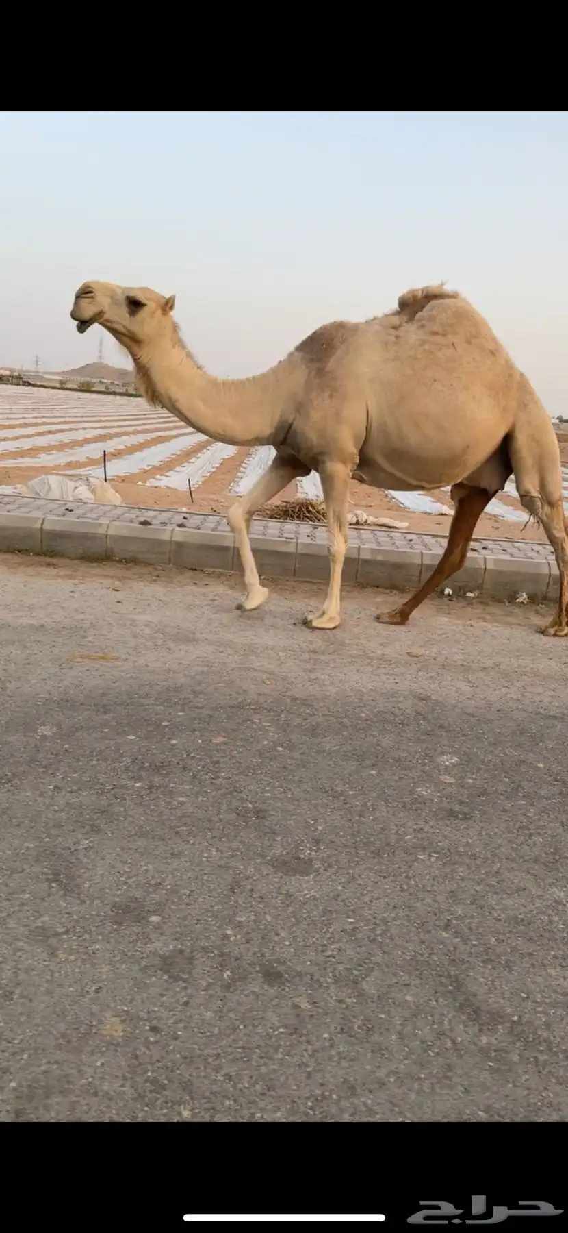 ناقه 0