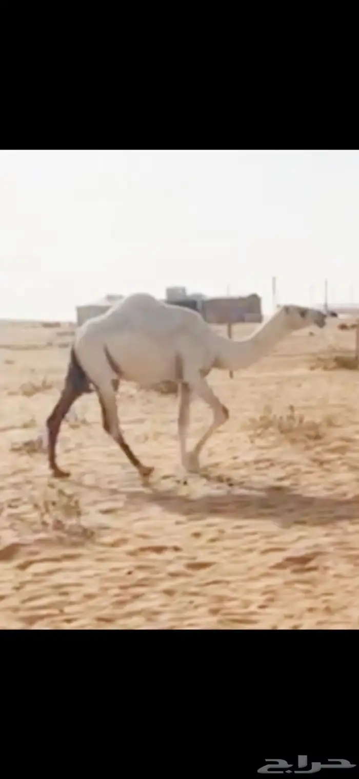 بكره حقه باتليه كفو منوت المقنوي 2