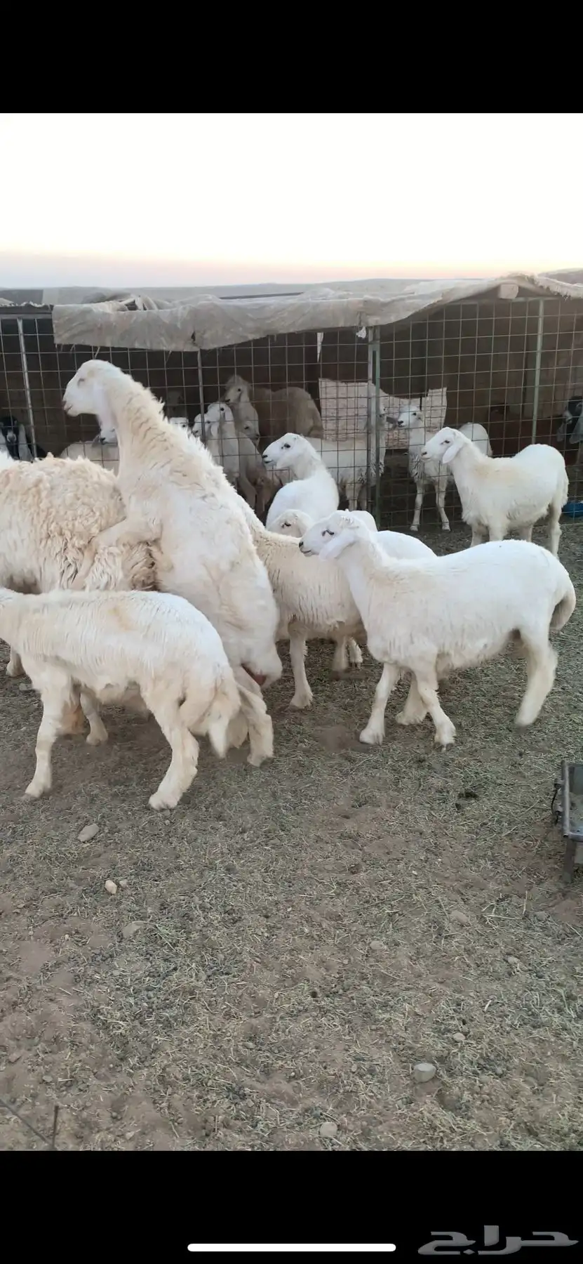 فحول حرية 0