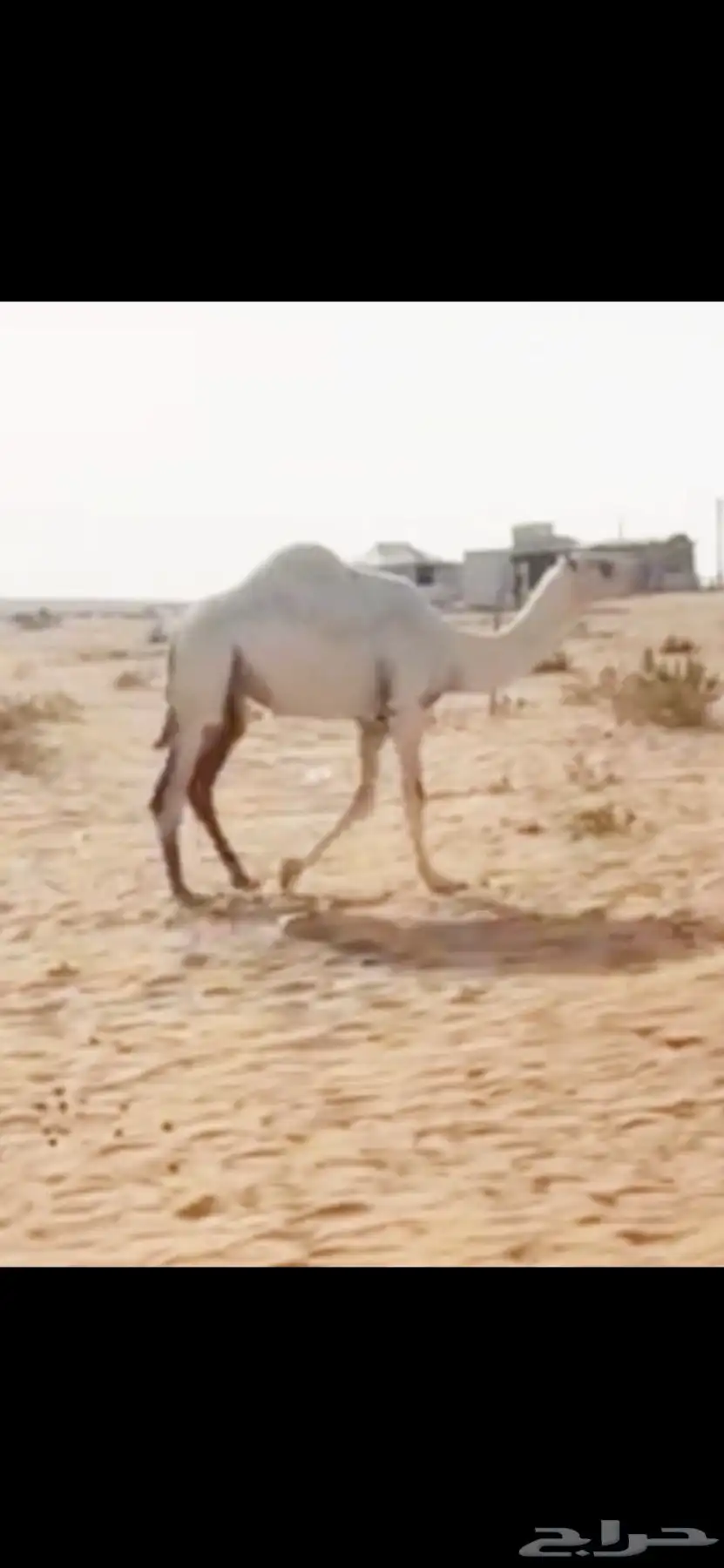 بكره حقه باتليه كفو منوت المقنوي 0