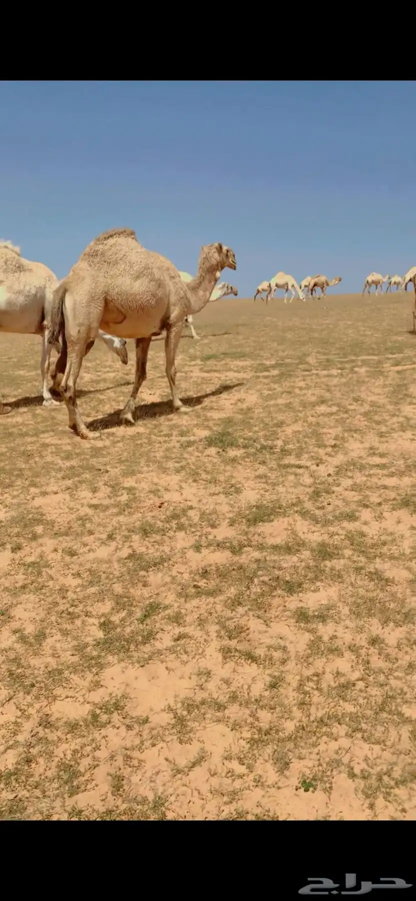 للبيع شقحه لقحه ثنو 0