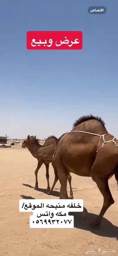 خلفه ساحليه(( تم البيع )) 4