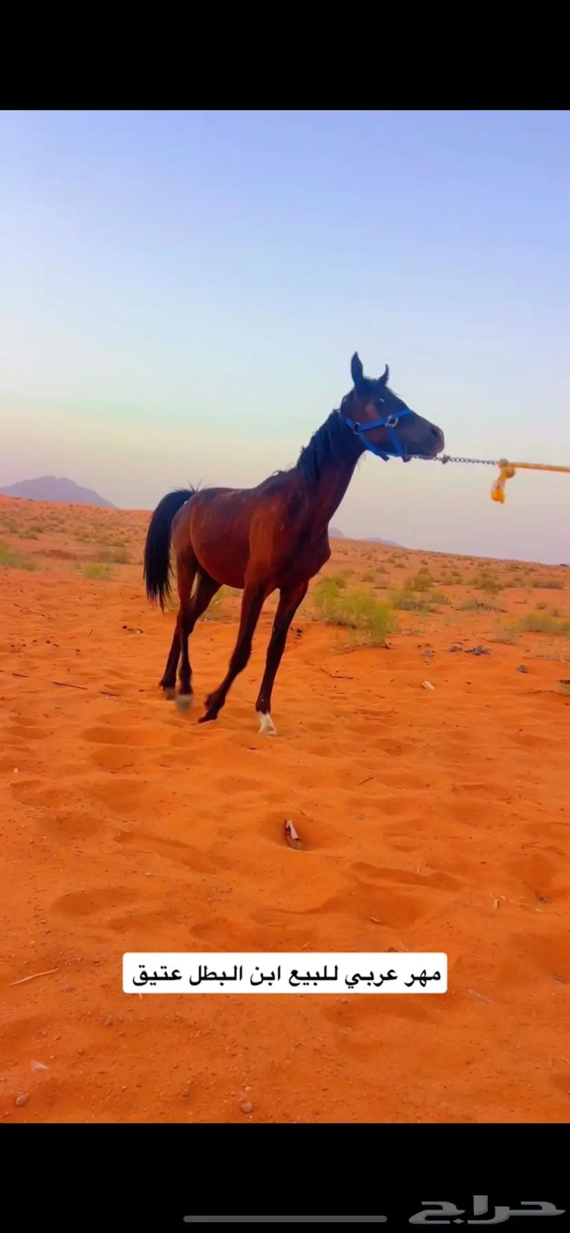 مهر للبيع 2
