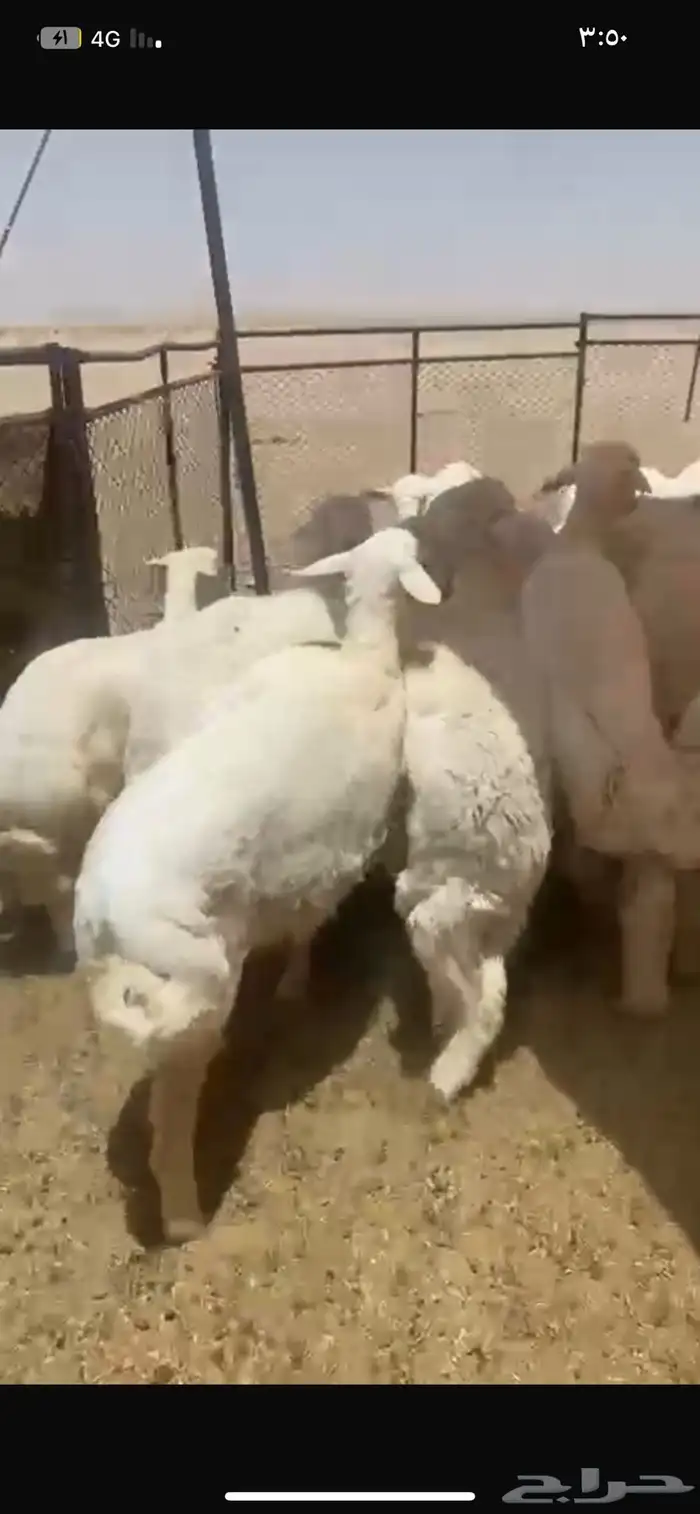 بهم حري شحم العدد60ورخال4 العمر6شهور الموقع شمال عفيف 5