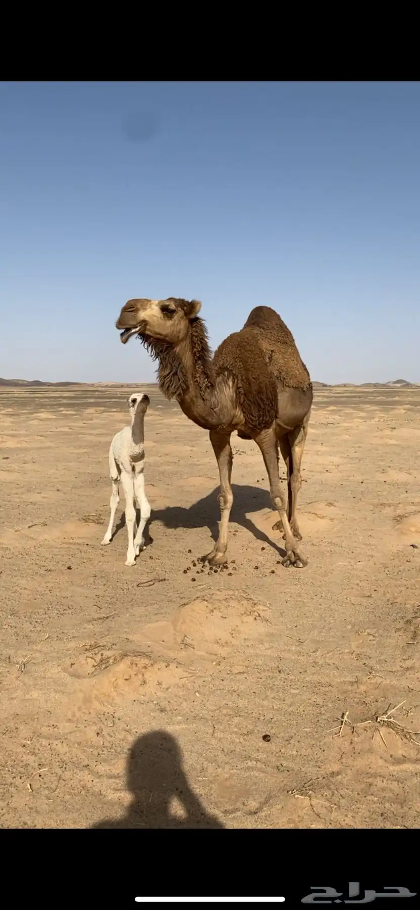 خلفه هديه حمرا منيحه 0