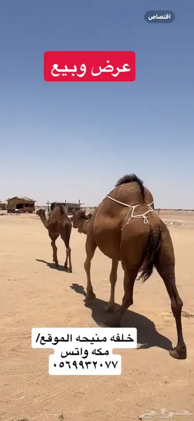 خلفه ساحليه(( تم البيع )) 2