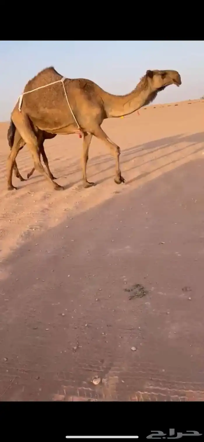 عشرا صفرا معها قعود 5