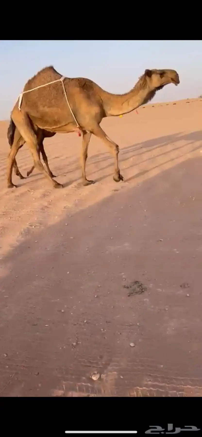 عشرا صفرا معها قعود 5