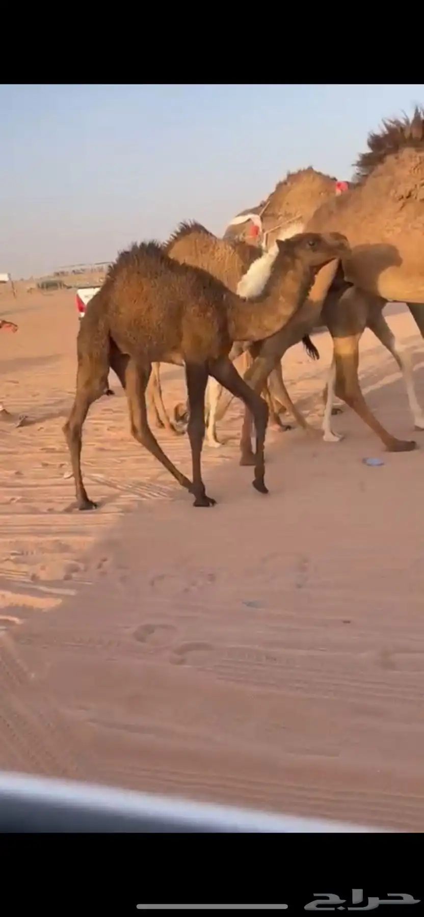 عشرا صفرا معها قعود 1
