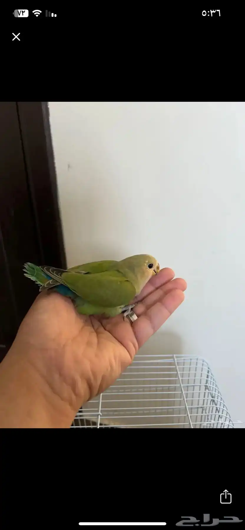 روز اليف عمر 3 اشهر 0