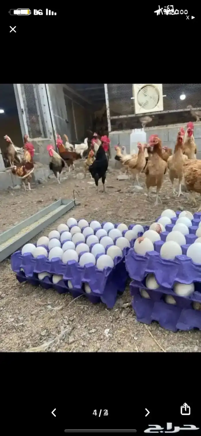 بيض بلدي نظيف ومخصب 3