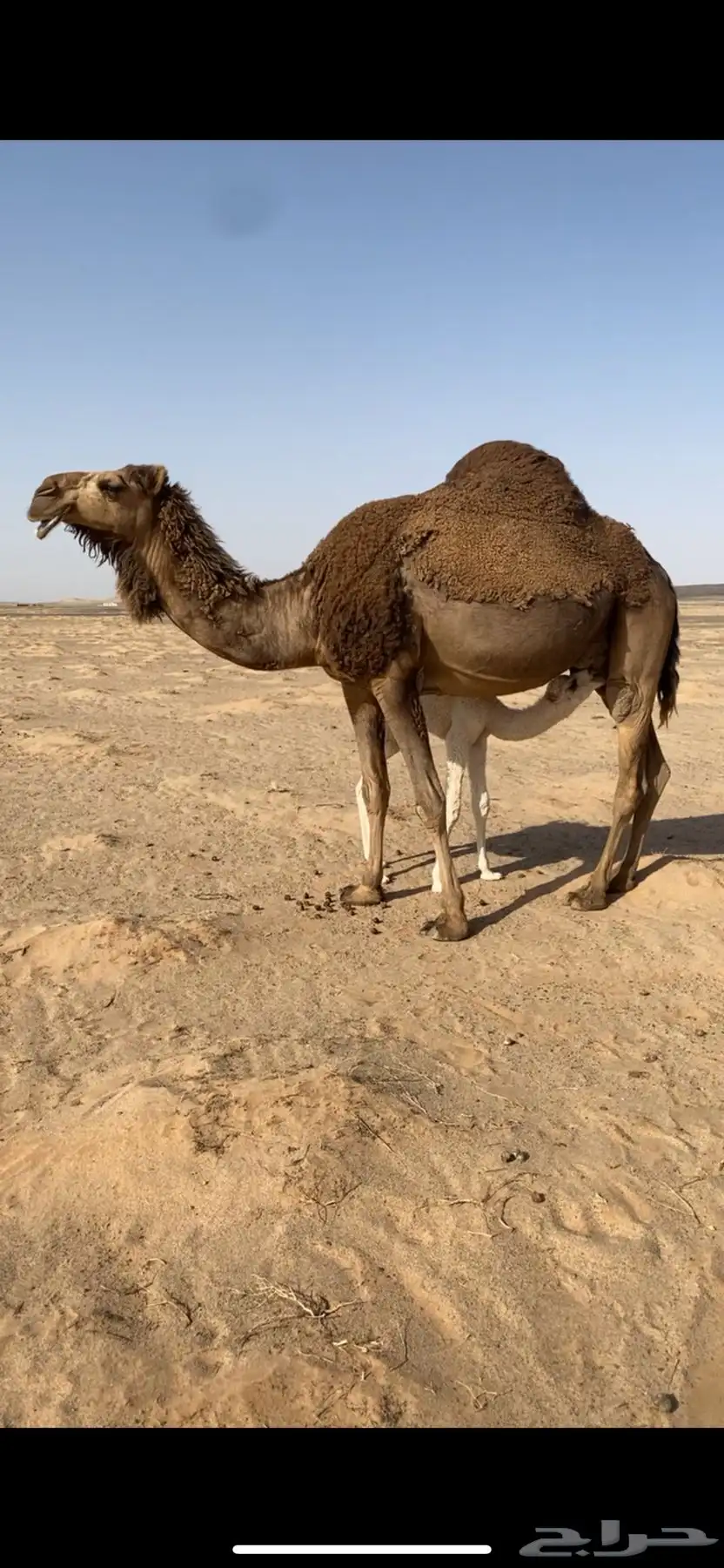 خلفه هديه حمرا منيحه 1