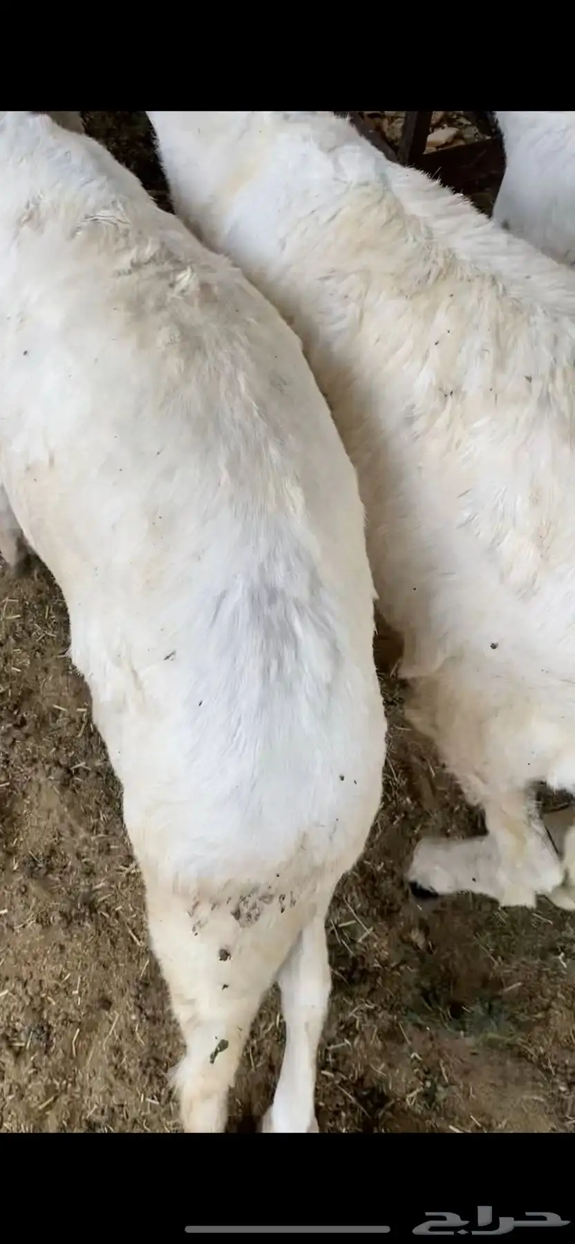 ذبايح سواكن و برابر 1