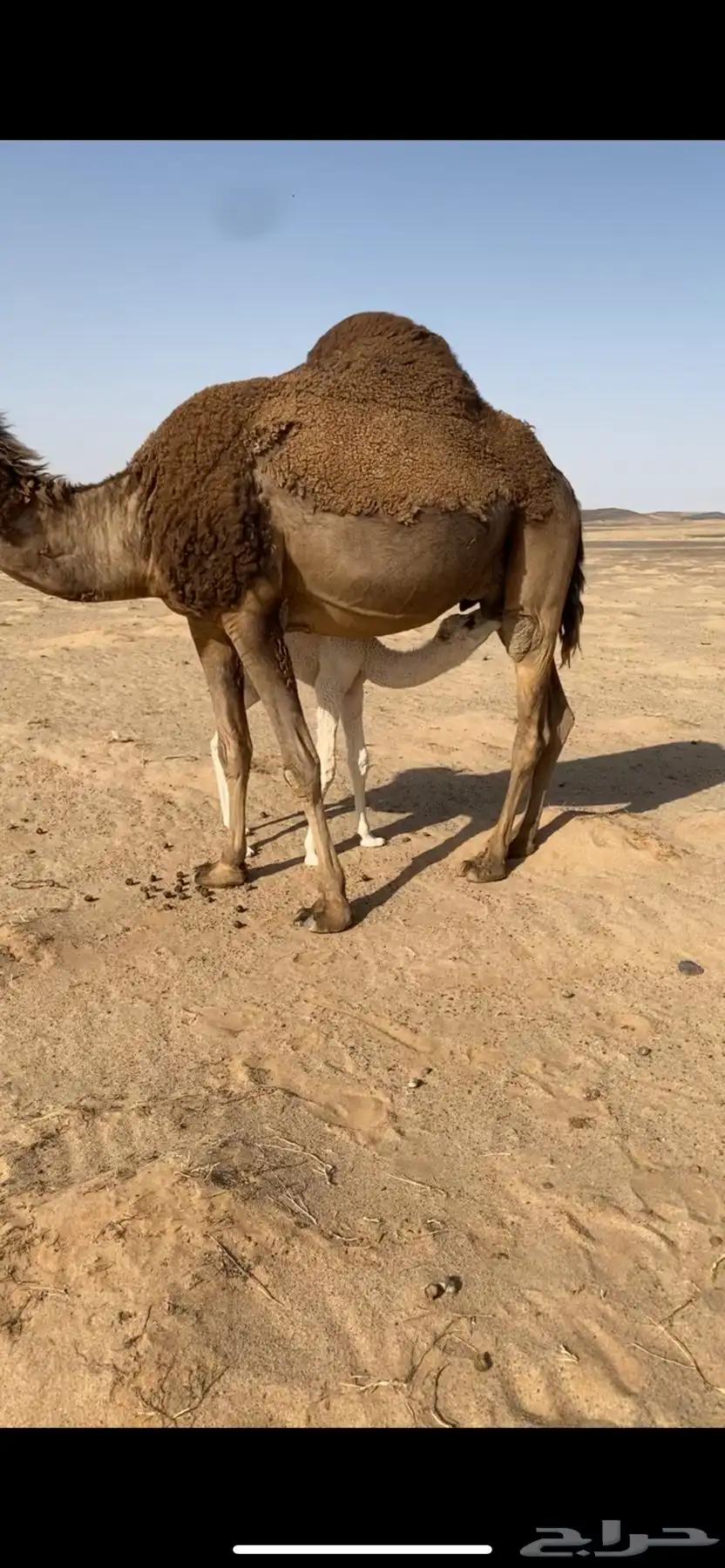 خلفه هديه حمرا منيحه 3