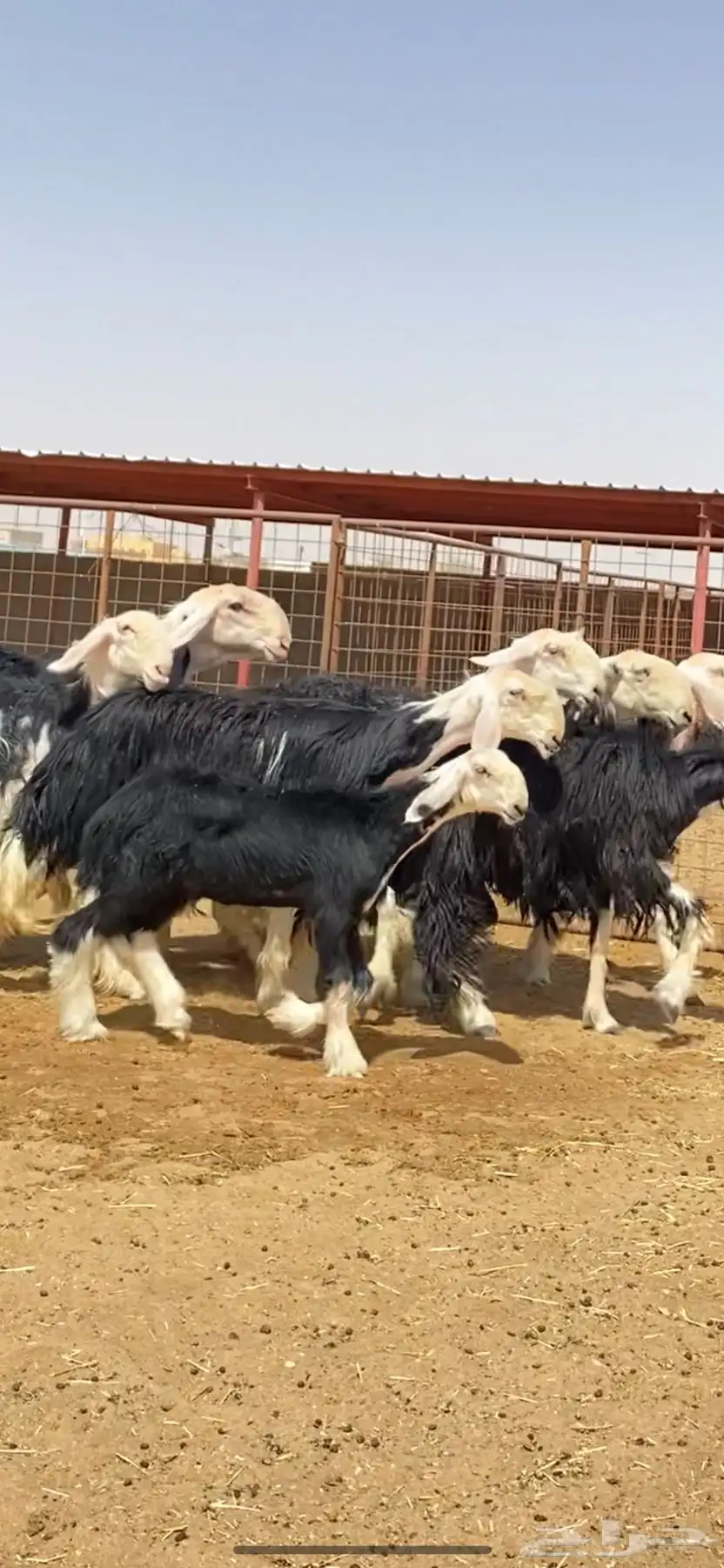 رخال نجد صنف 2