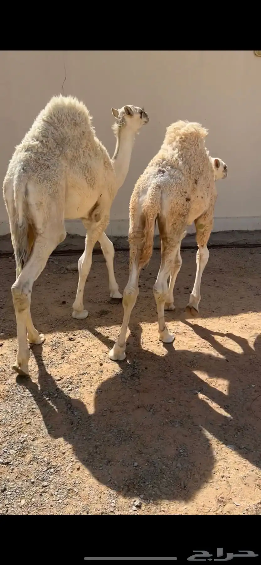 حشو حليب فاخره 0
