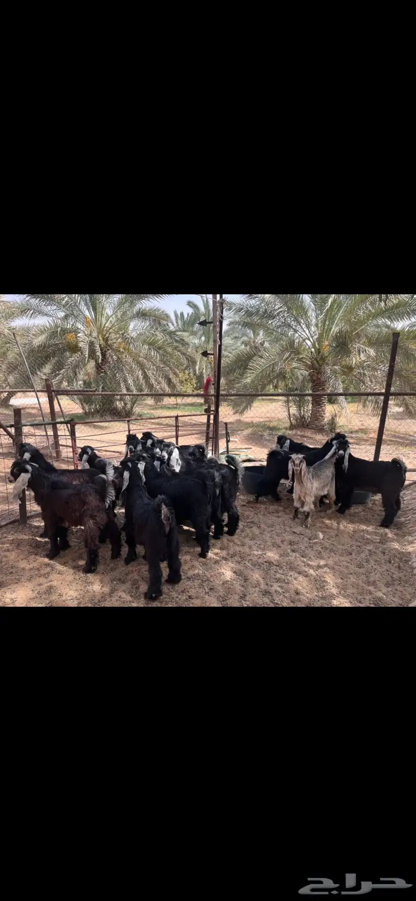 تيوس عارضيه( تم البيع بالسعر المطلوب ) 0