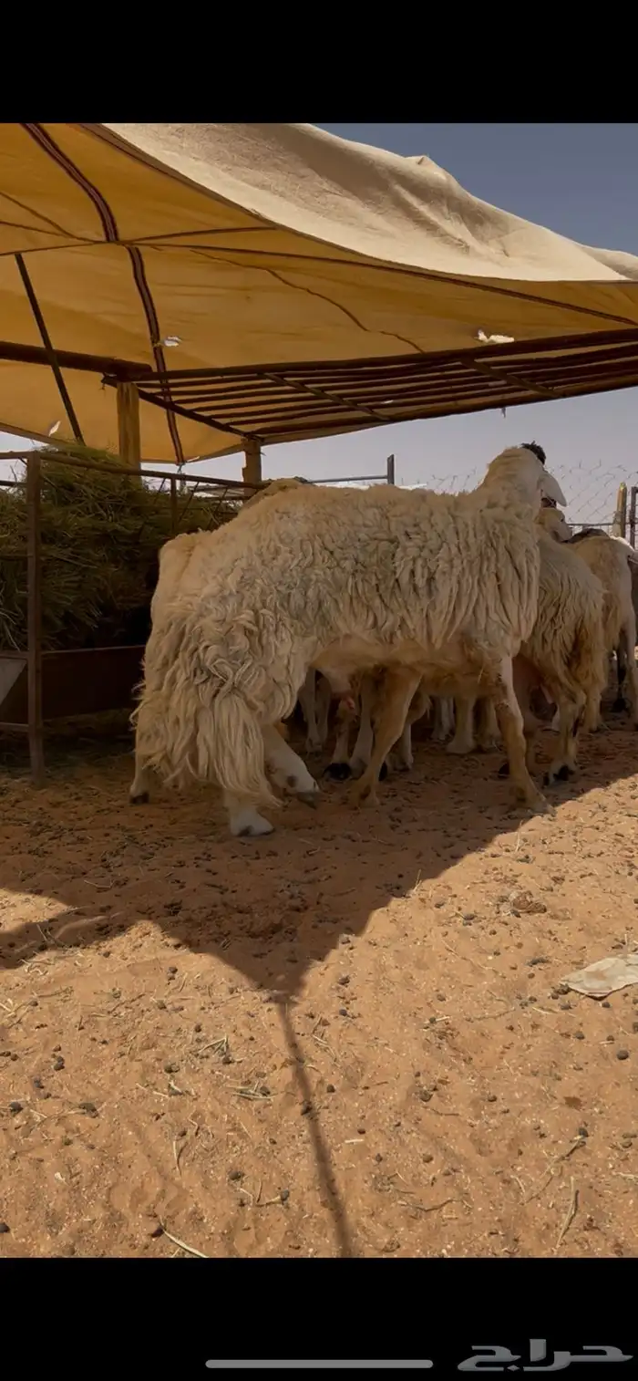 فحل حرش للبيع 2