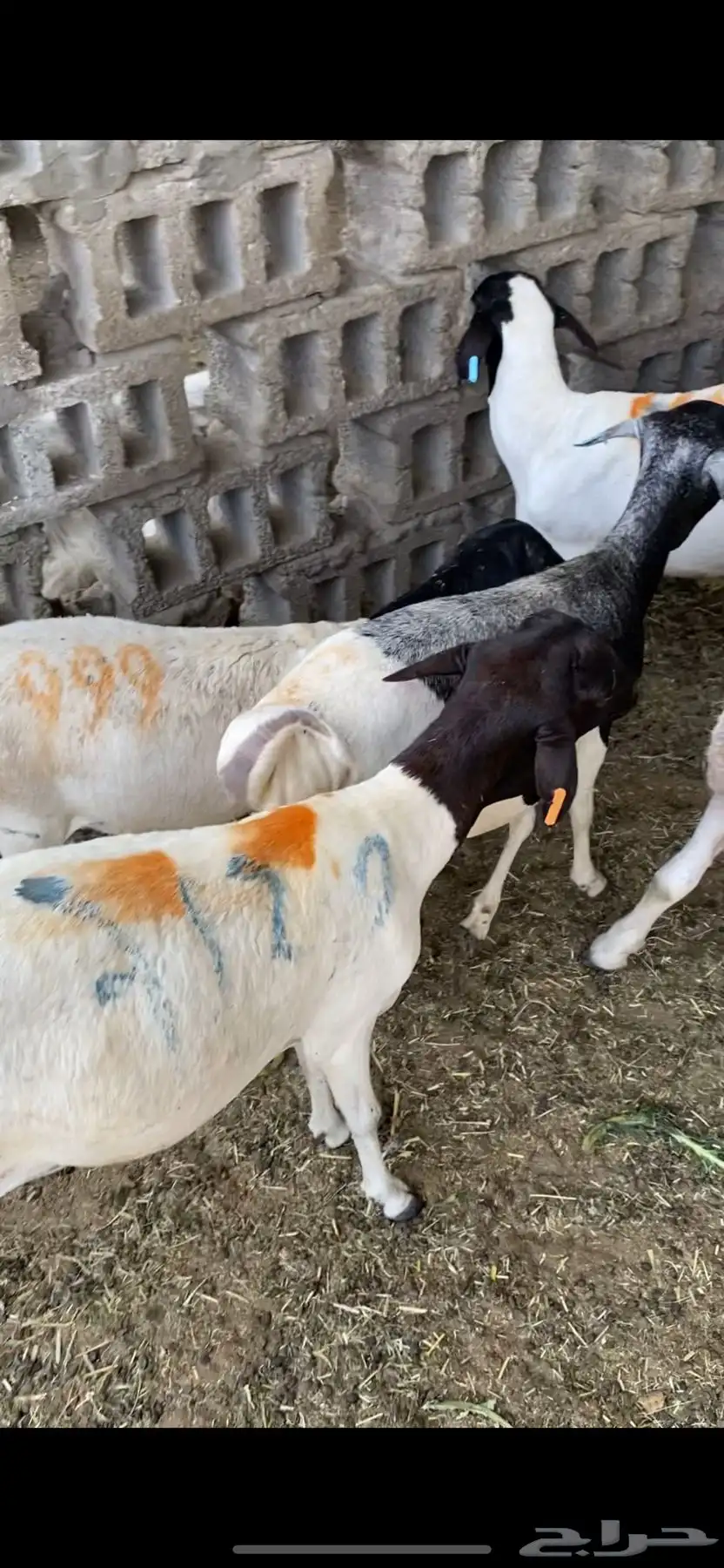 ذبايح سواكن و برابر 2