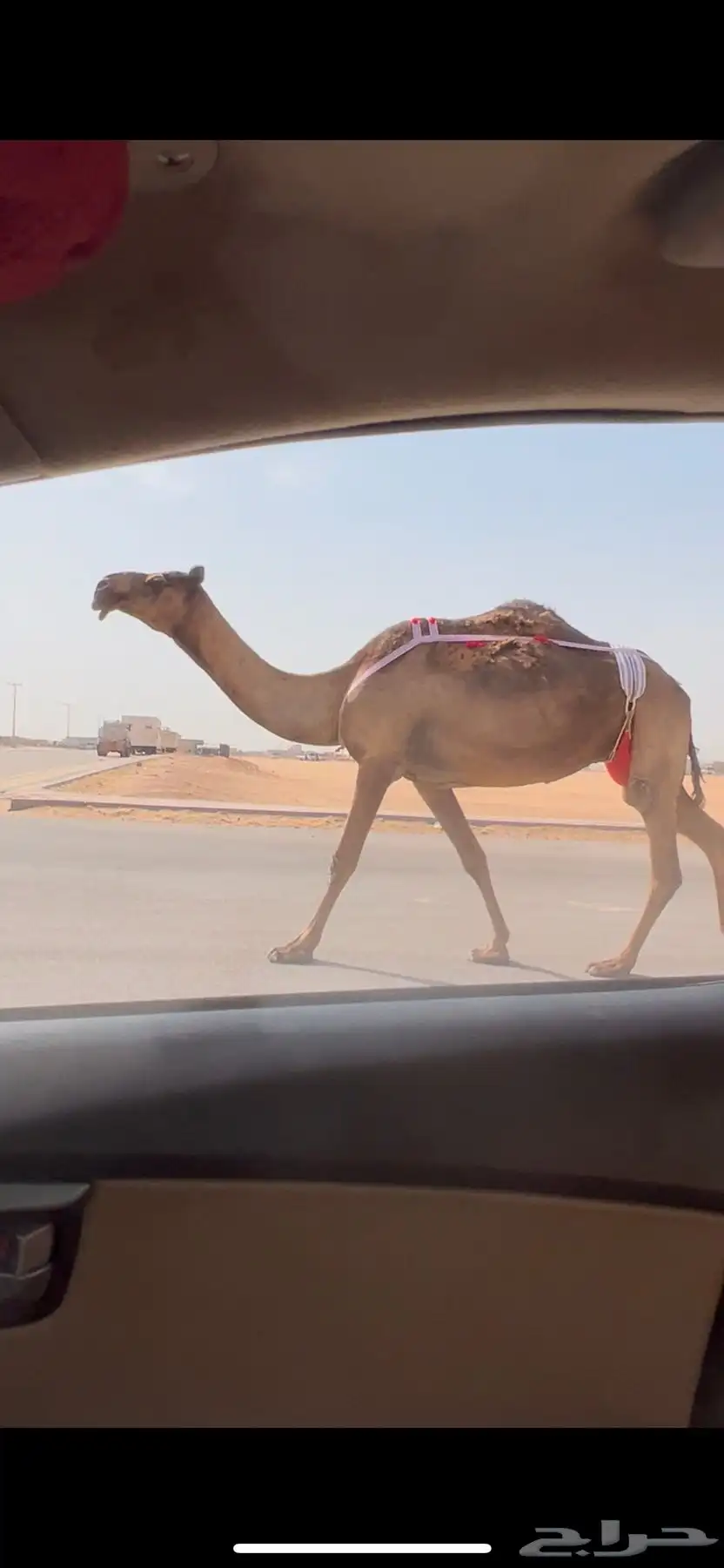 خلفه صفرا طيبه تحتها قعود اوضح فردي 4