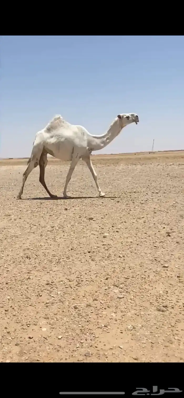 للبيع البكره لقحه 0