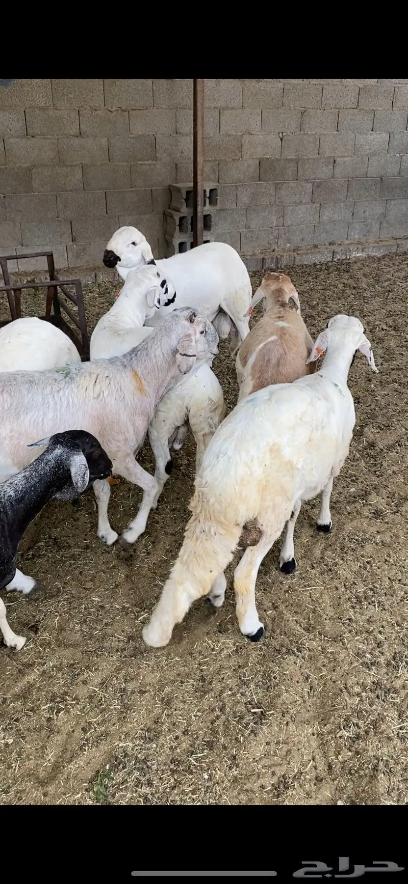 ذبايح سواكن و برابر 0