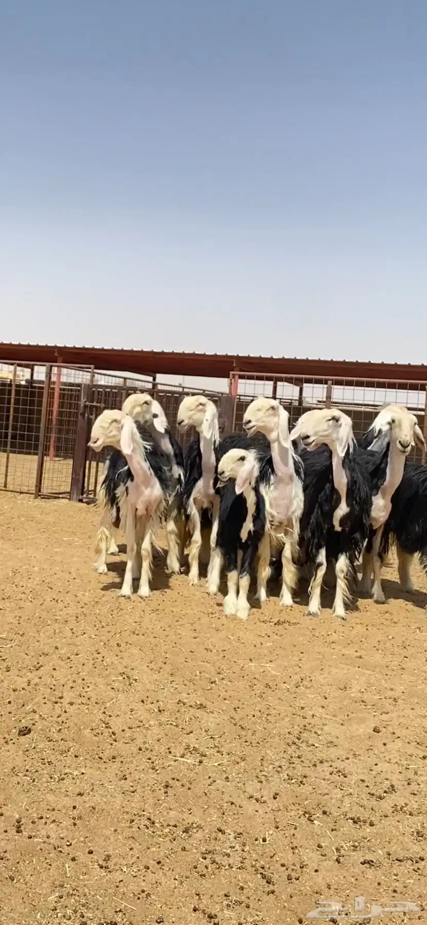 رخال نجد صنف 1