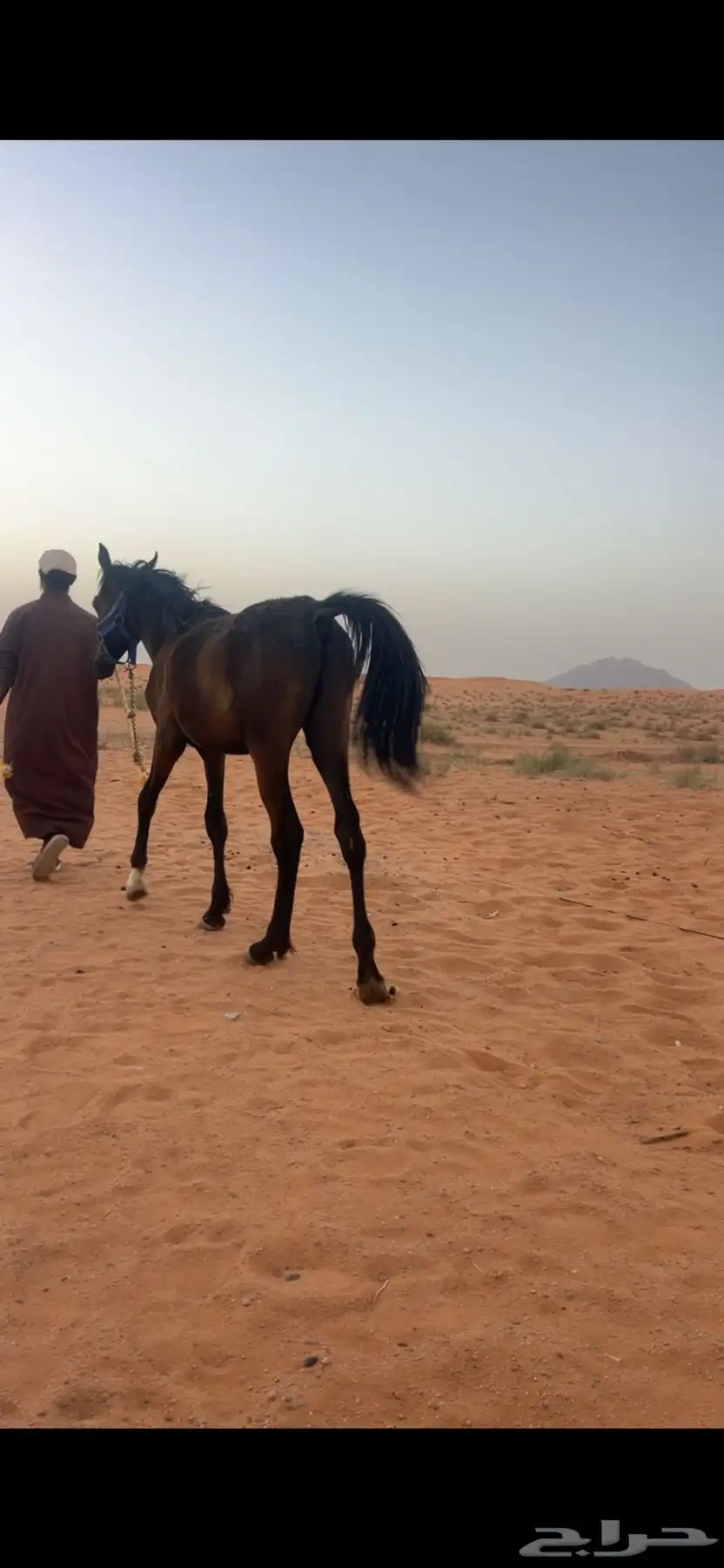 مهر للبيع 3