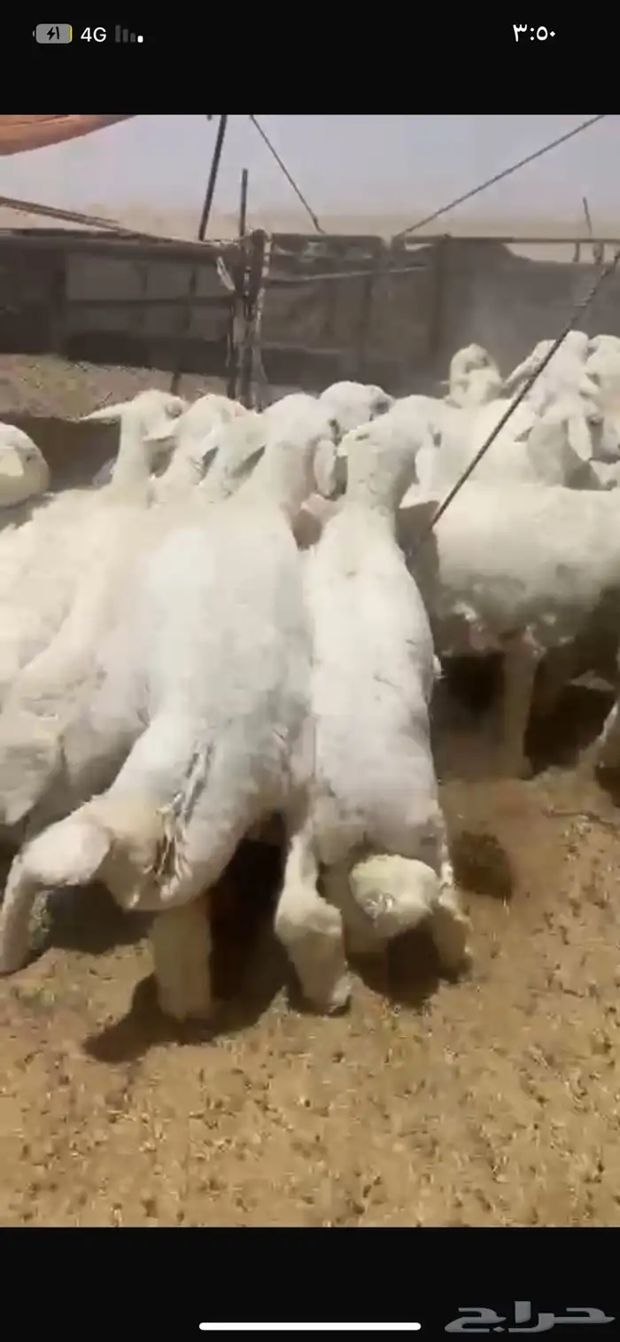 بهم حري شحم العدد60ورخال4 العمر6شهور الموقع شمال عفيف 2