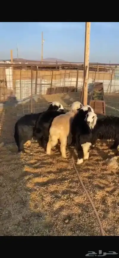 طليان نجد فيها رخلين 5