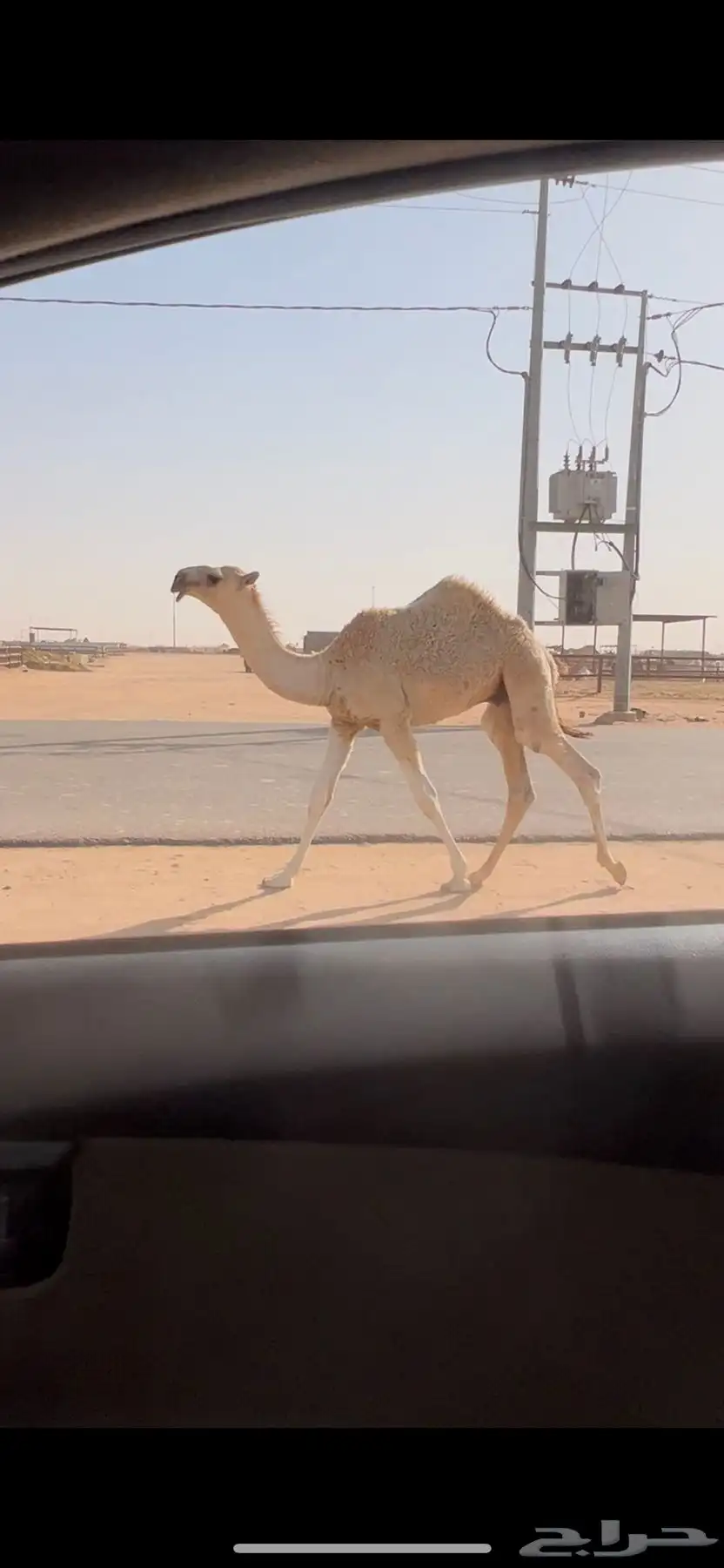 خلفه صفرا طيبه تحتها قعود اوضح فردي 2
