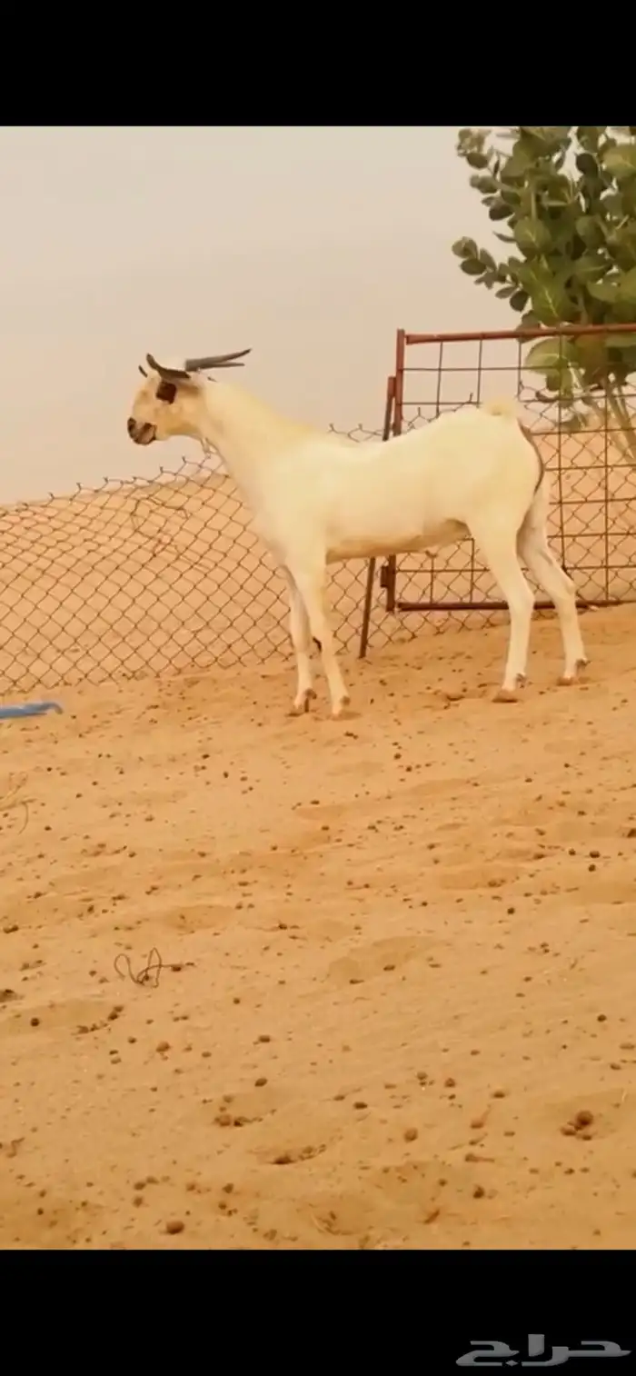 مشروع فحل بيشي 0