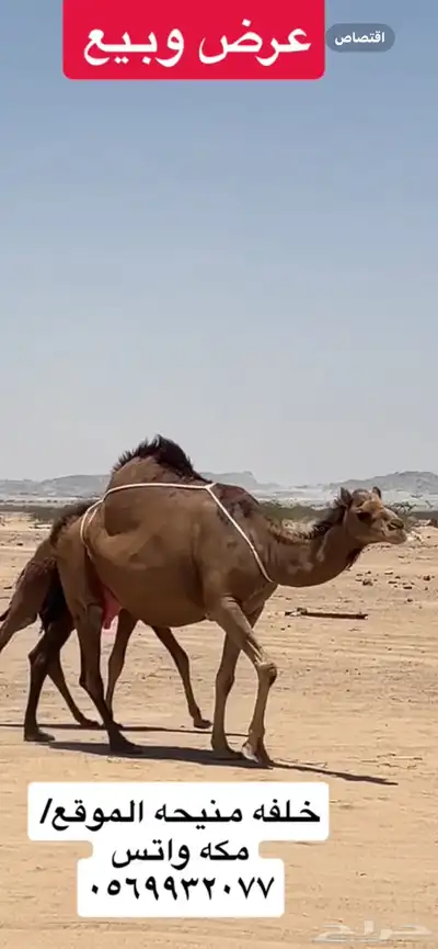 خلفه ساحليه(( تم البيع )) 5