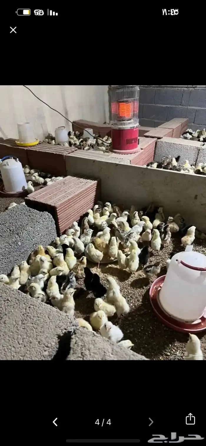 بيض بلدي نظيف ومخصب 1
