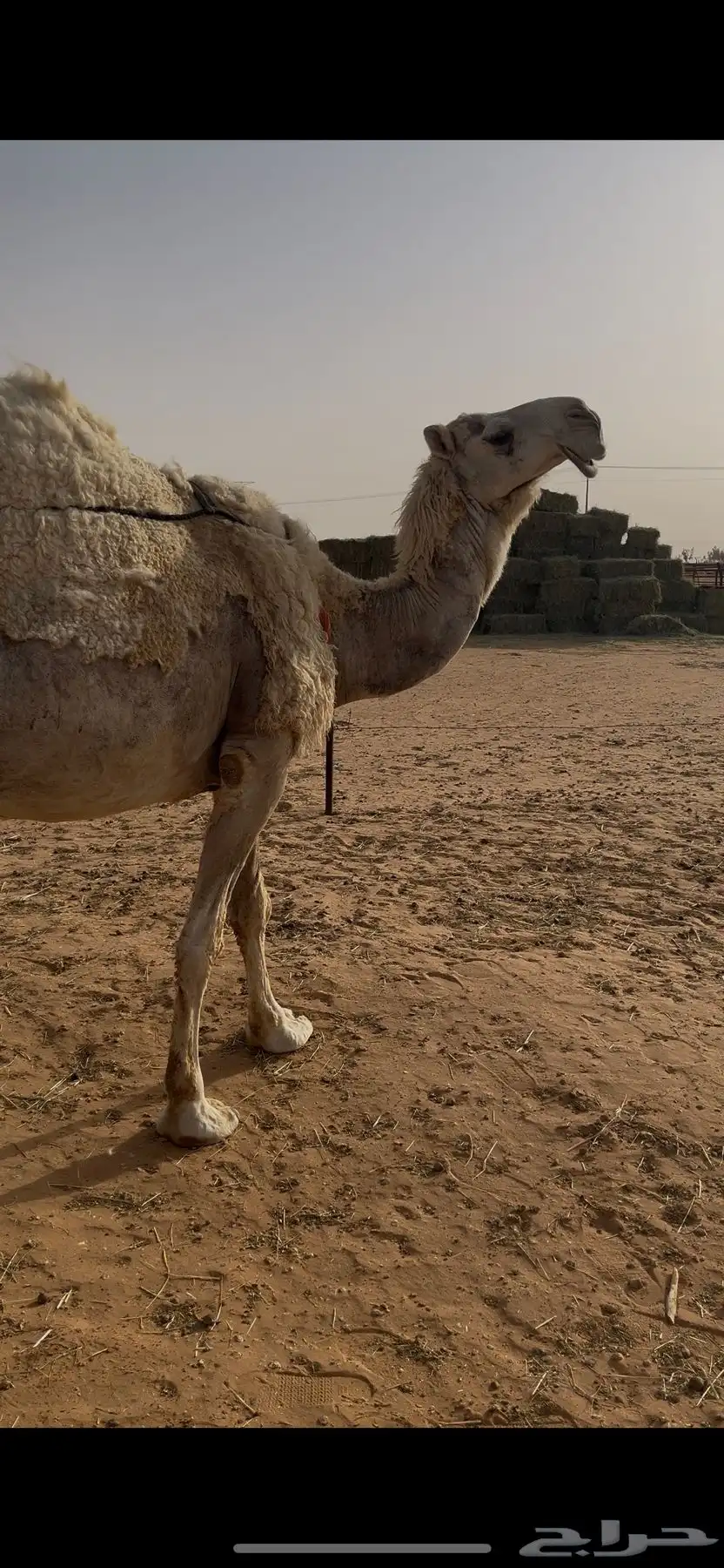 خلفه وضحى 6