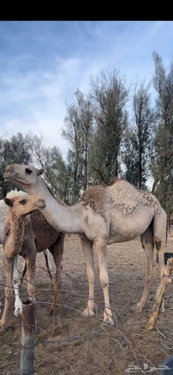 بكره شقحا كفو 0