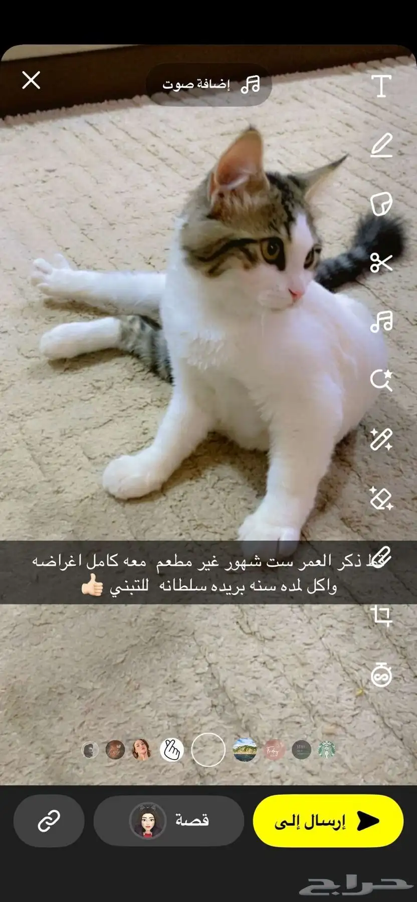 قط ذكر لتبنى 0