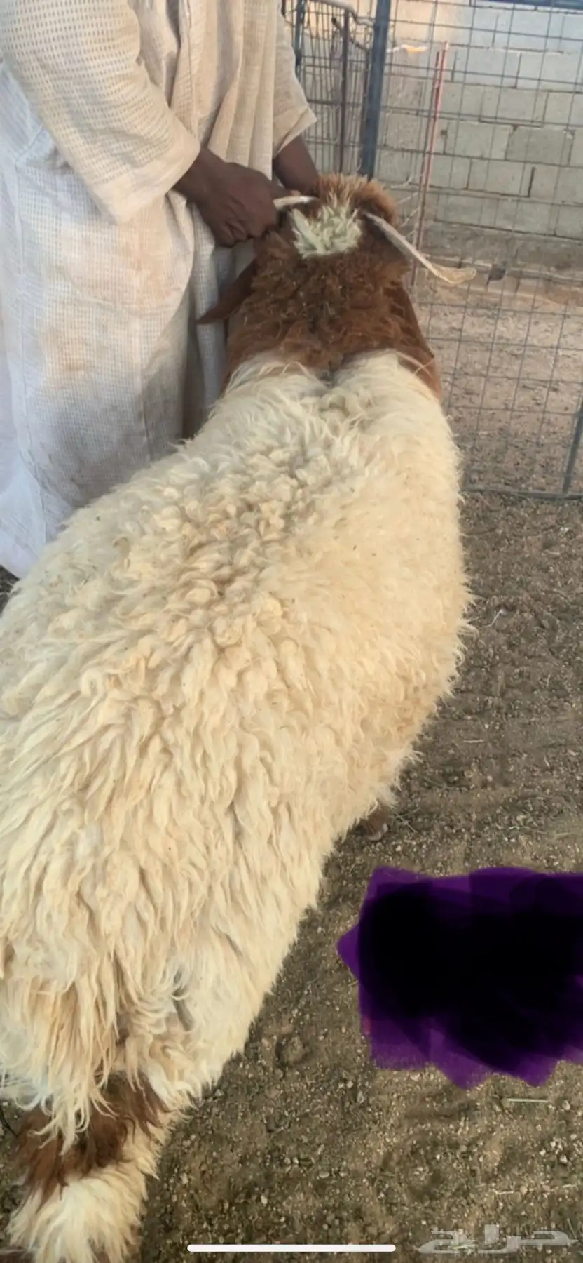 ذبايح الرس 3