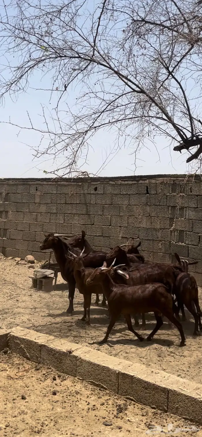 معزا دهم ( تم البيع 0