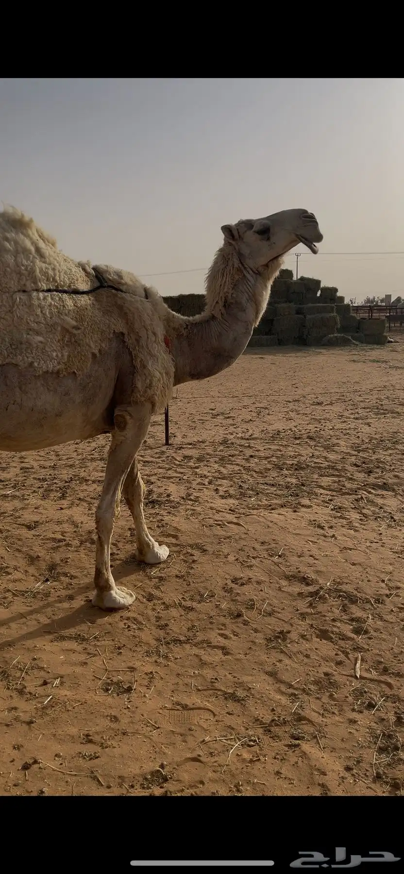 خلفه وضحى 5