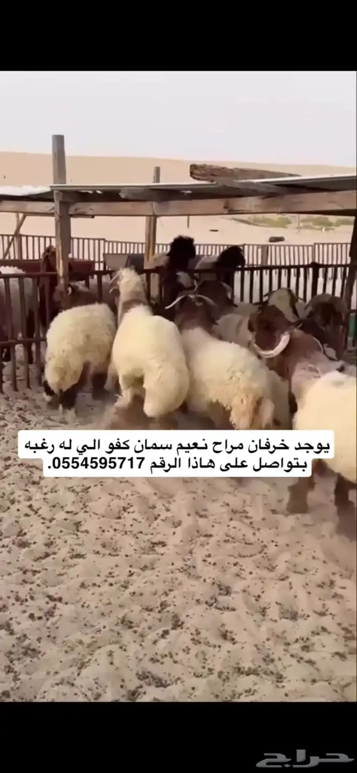 خرفان مراح نعيم كفو 0