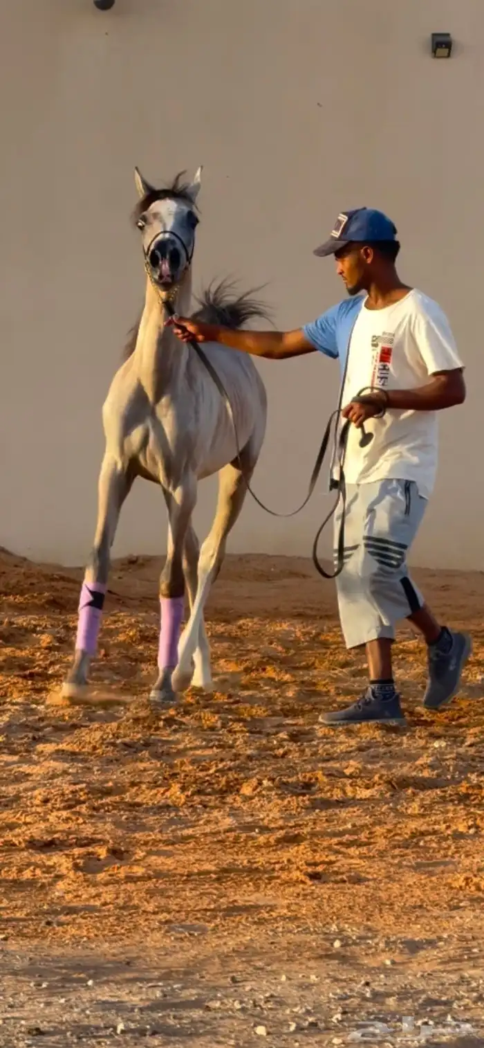 مهر مكس جمال السوم 1500 فقط 0