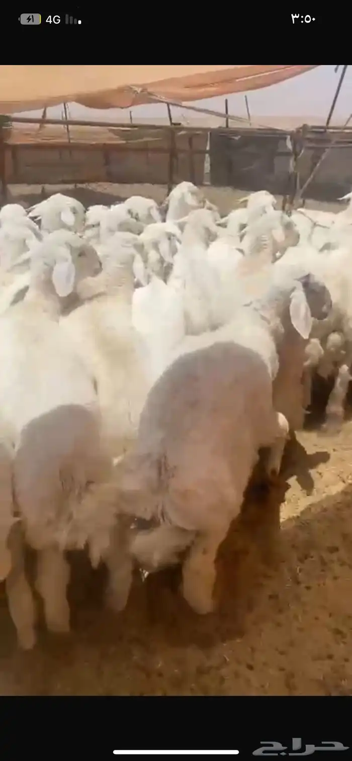 بهم حري شحم العدد60ورخال4 العمر6شهور الموقع شمال عفيف 0
