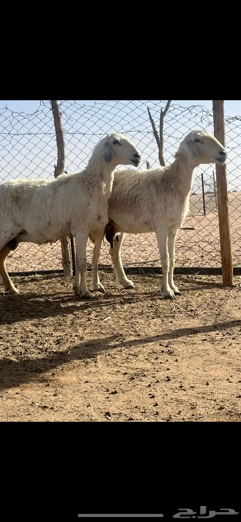 للبيع حريات 0
