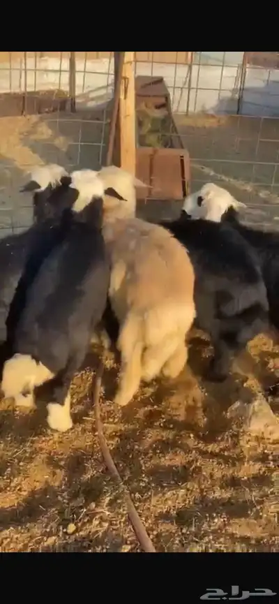 طليان نجد فيها رخلين 4