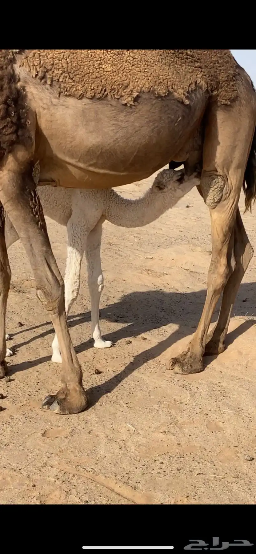 خلفه هديه حمرا منيحه 2