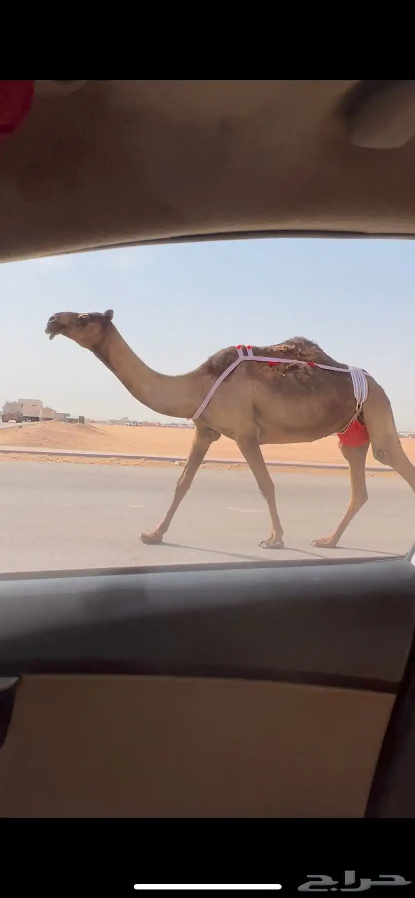 خلفه صفرا طيبه تحتها قعود اوضح فردي 0