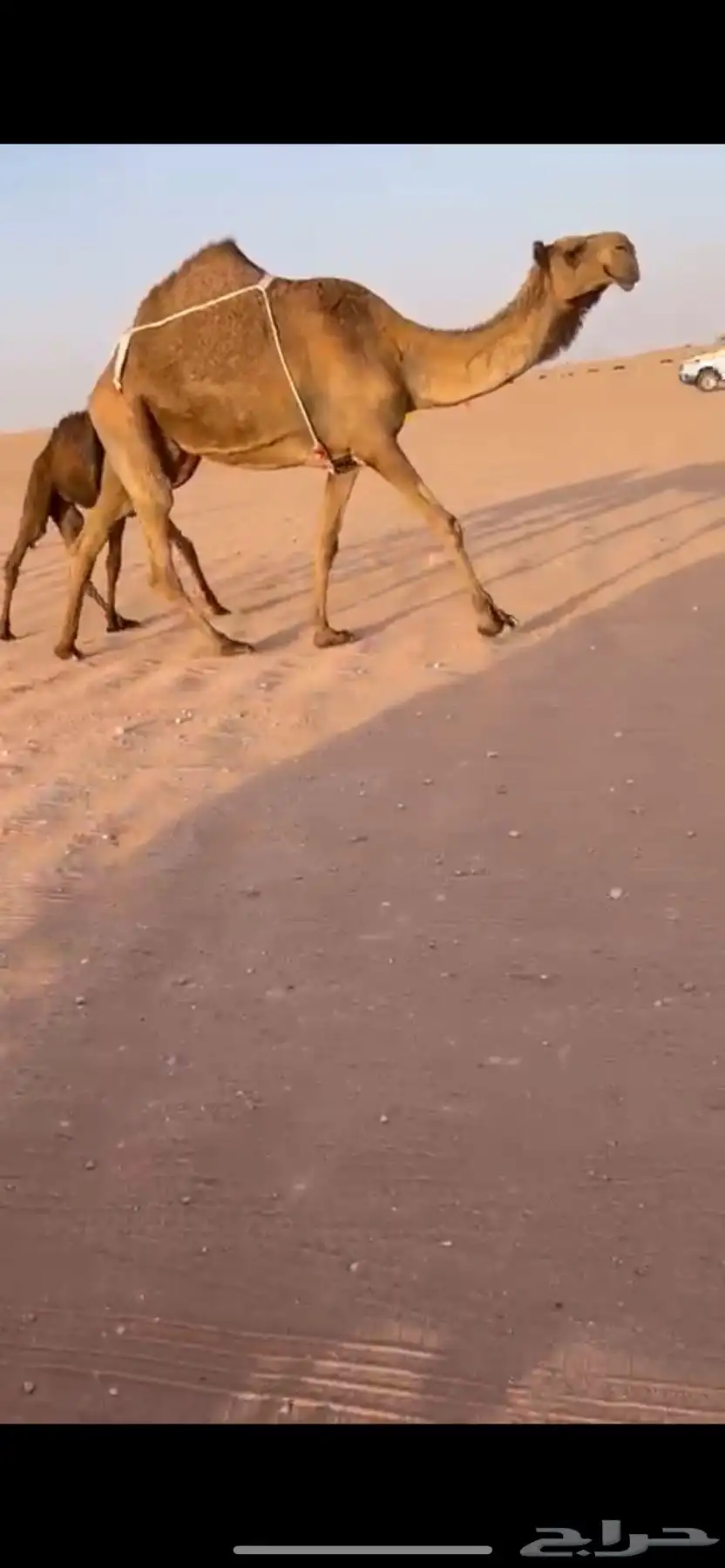 عشرا صفرا معها قعود 3