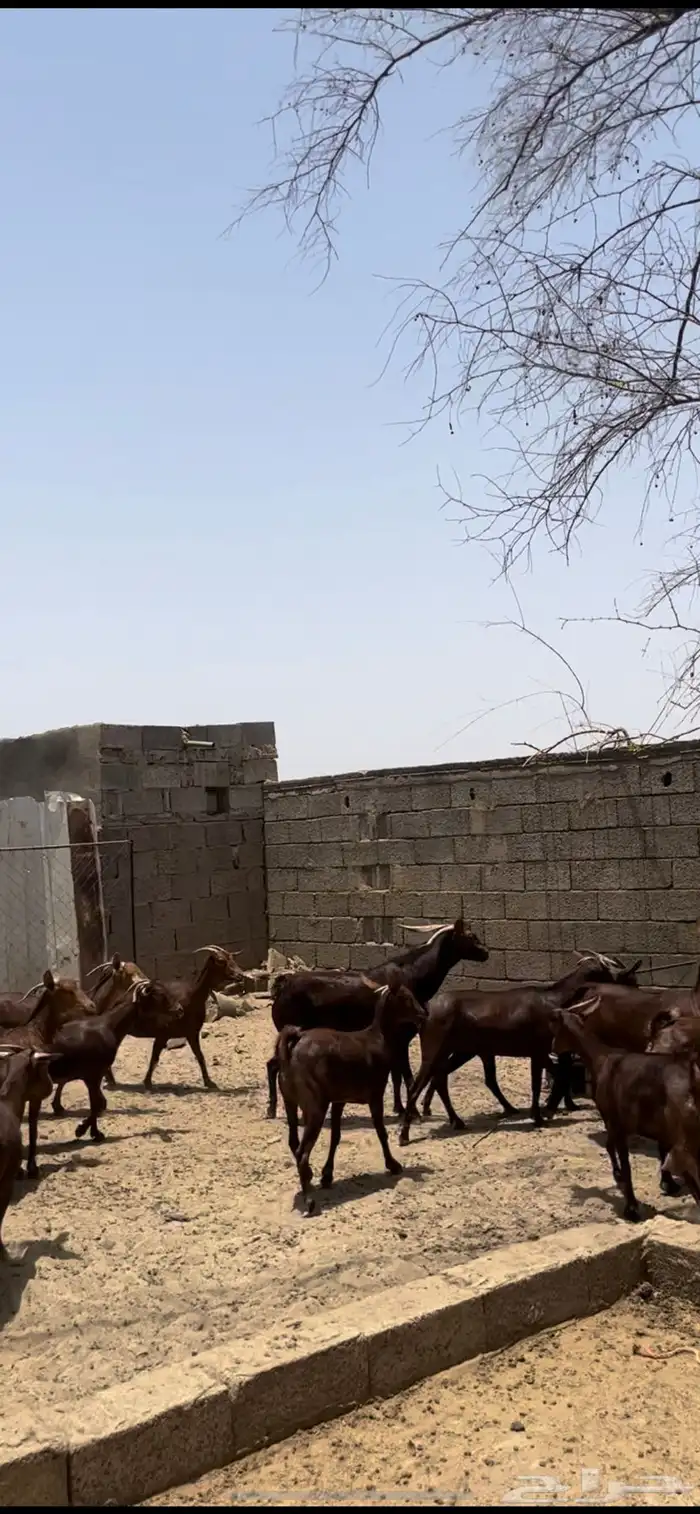 معزا دهم ( تم البيع 5